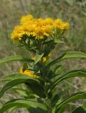 Inula germanica. Верхушка побега с соцветиями. Саратовская обл., Саратовский р-н, на южном мергелистом склоне. 23 июня 2012 г.