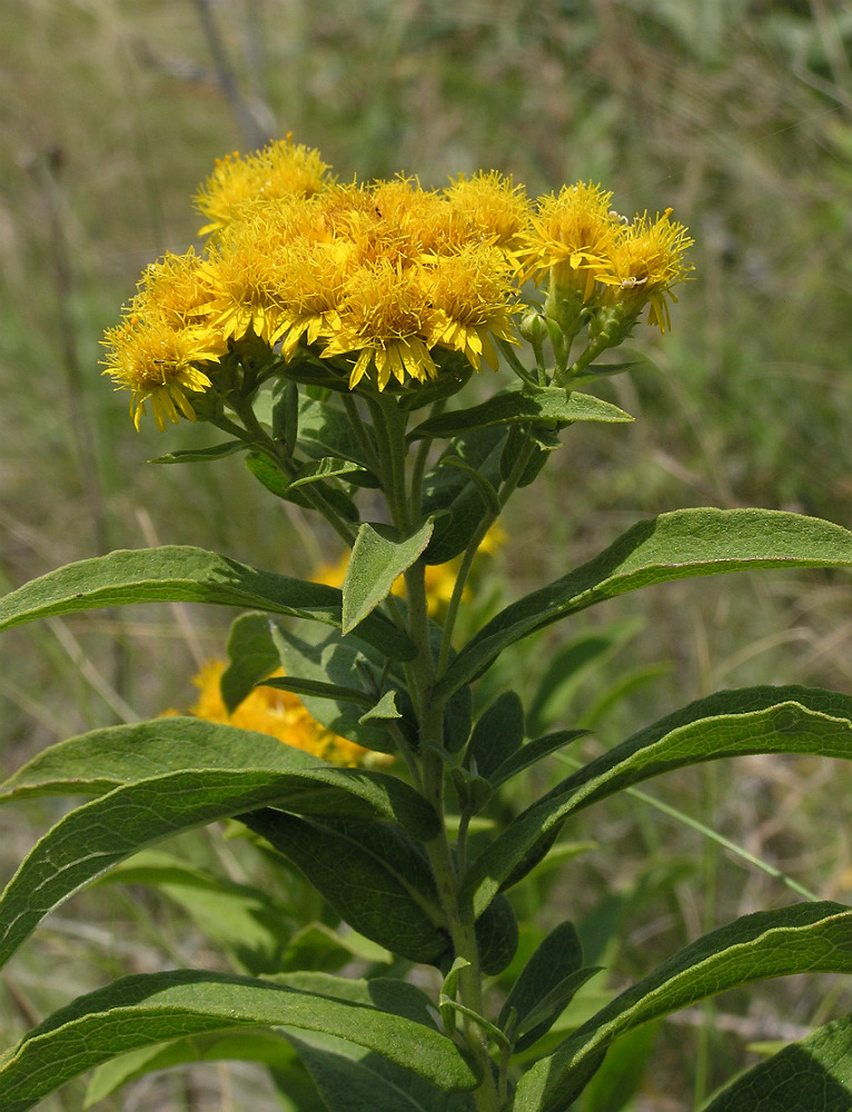 Изображение особи Inula germanica.