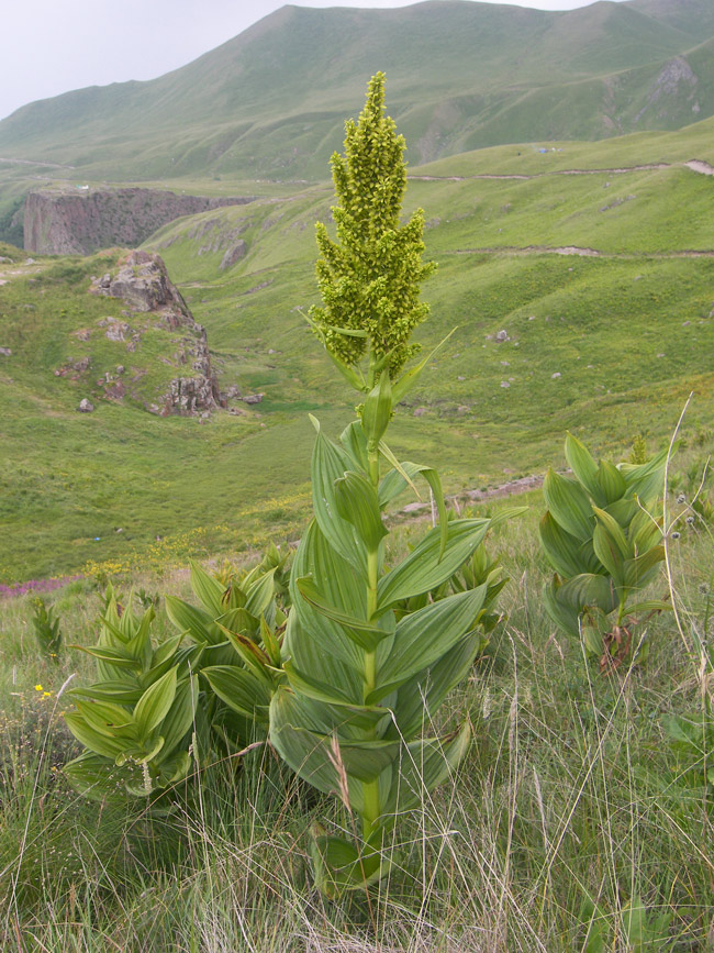 Image of Veratrum lobelianum specimen.
