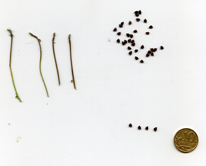Image of Ranunculus acris specimen.