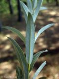 Salix rosmarinifolia