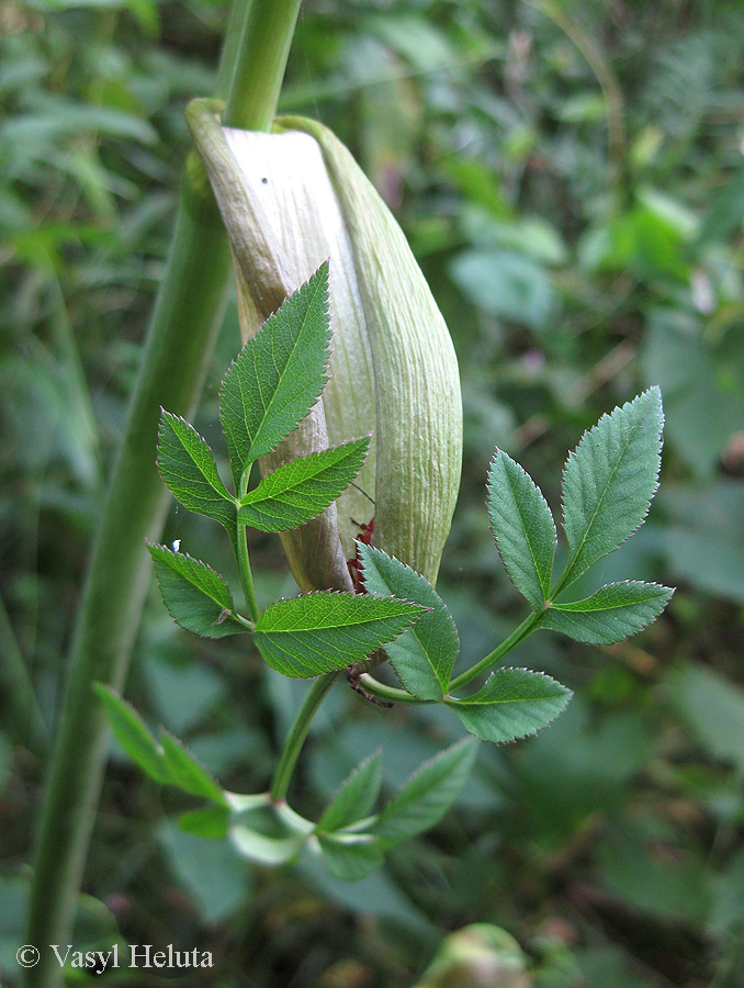 Image of Angelica sylvestris specimen.