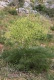 Ferula karatavica. Расцветающее растение. Южный Казахстан, каньон Даубаба, правый берег. 05.05.2012.