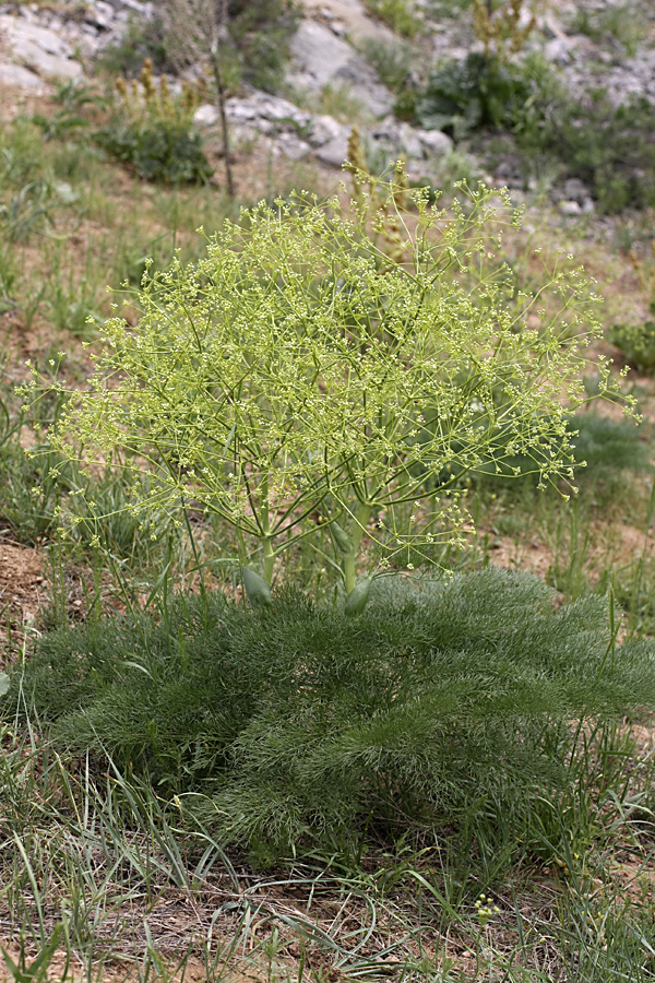 Изображение особи Ferula karatavica.