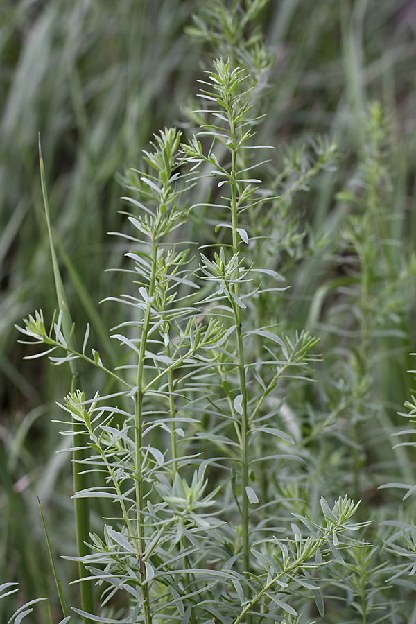 Изображение особи семейство Chenopodiaceae.