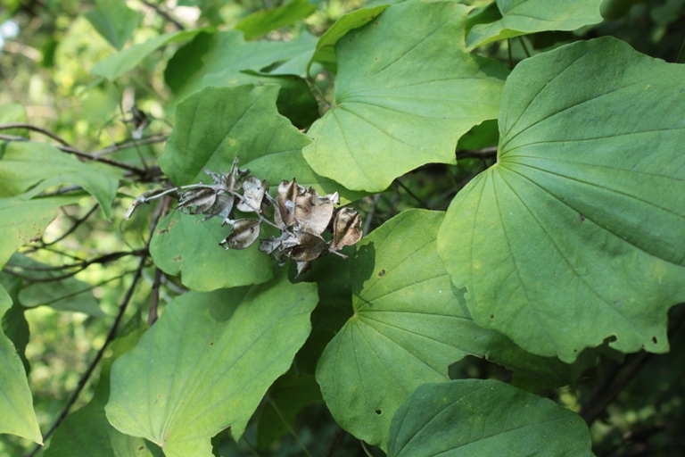 Image of Dioscorea nipponica specimen.