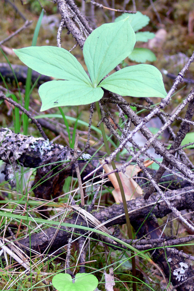 Image of Paris quadrifolia specimen.