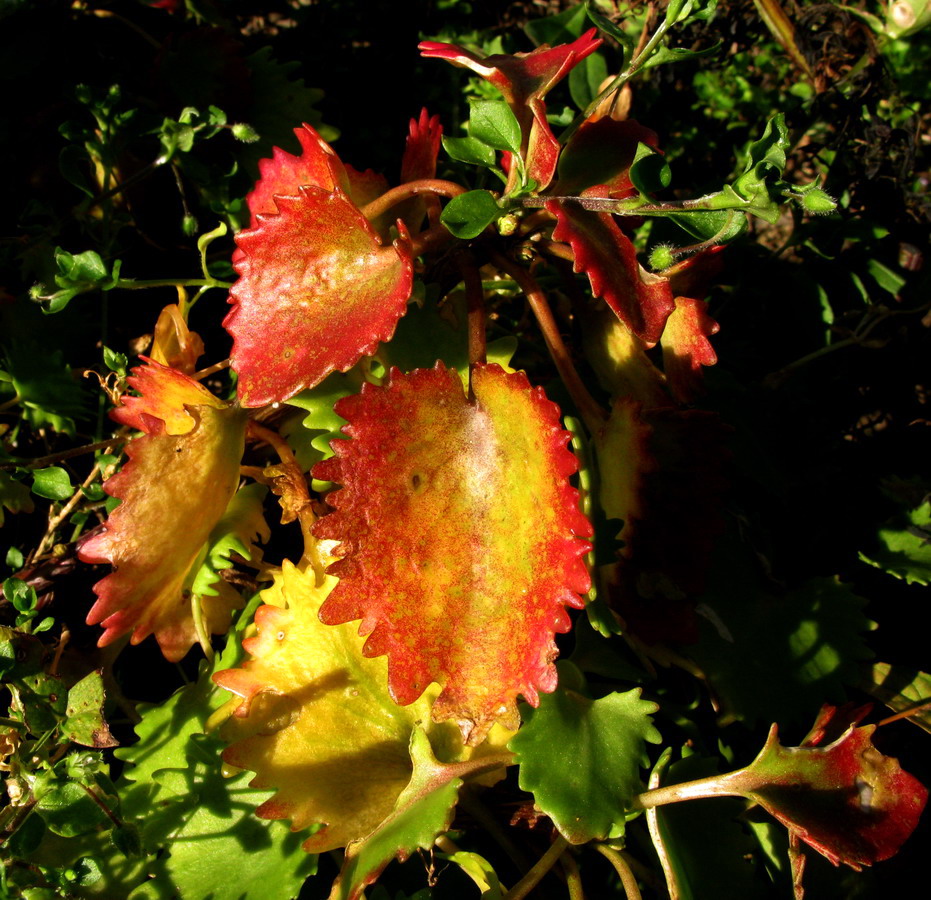 Image of Hylotelephium populifolium specimen.