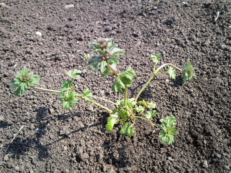 Image of Lamium amplexicaule var. orientale specimen.
