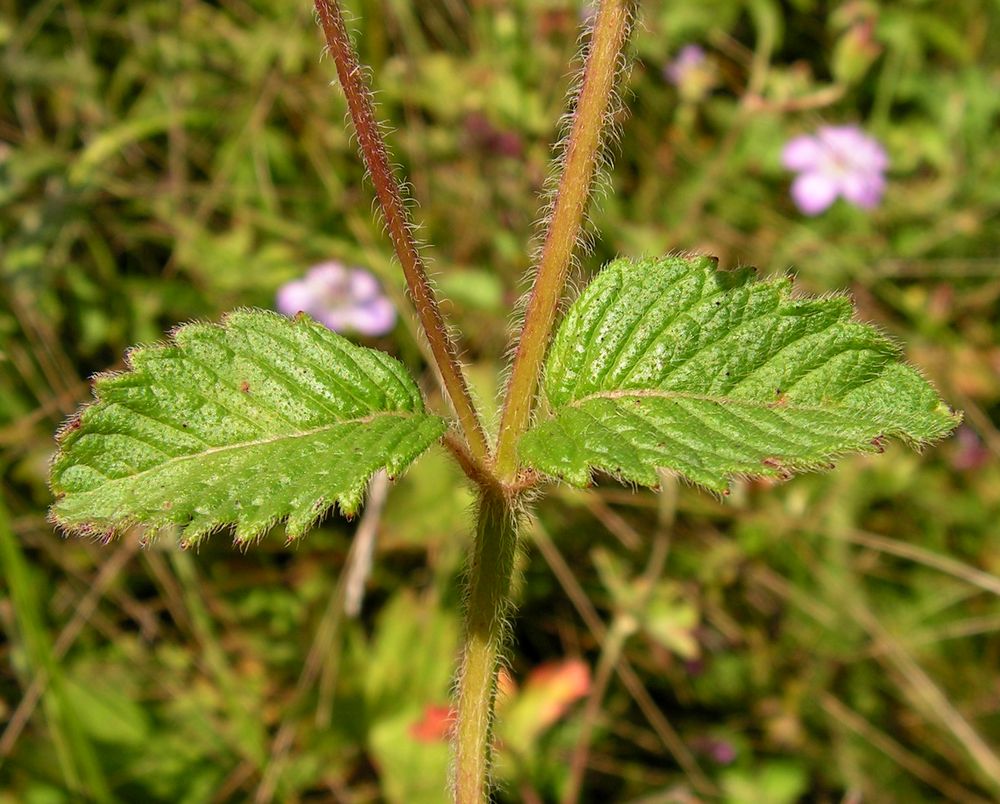 Image of Clinopodium chinense specimen.