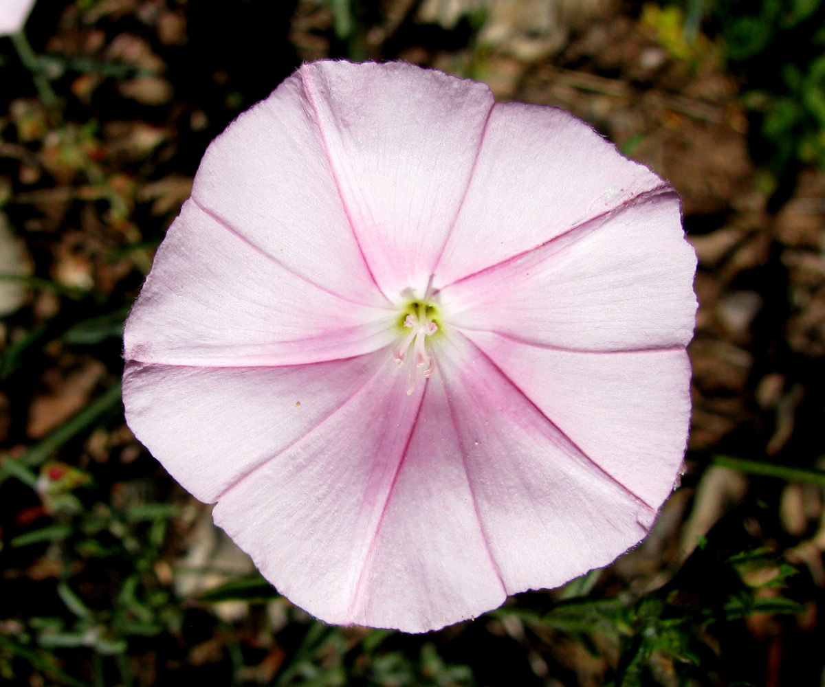 Image of Convolvulus cantabrica specimen.