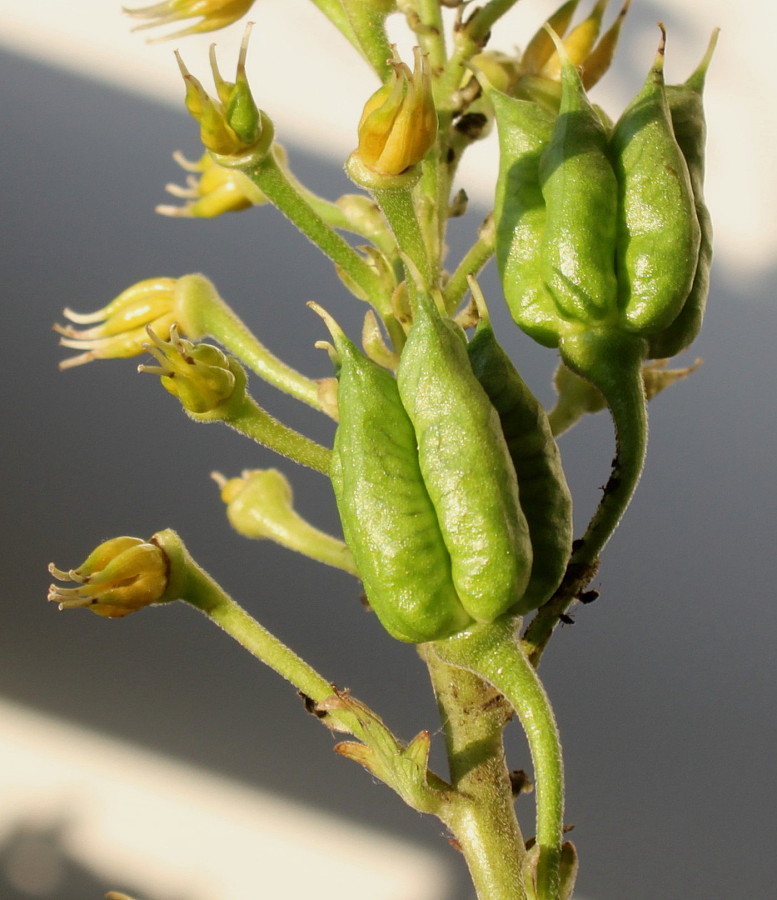 Изображение особи род Aconitum.