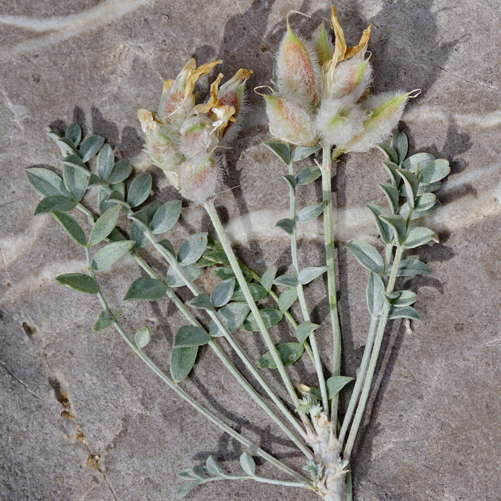 Изображение особи Astragalus helmii.