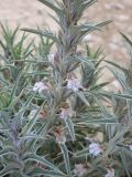 Blepharis attenuata