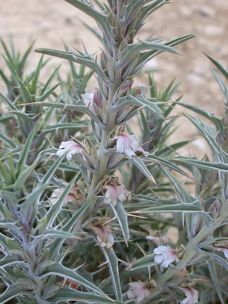 Image of Blepharis attenuata specimen.