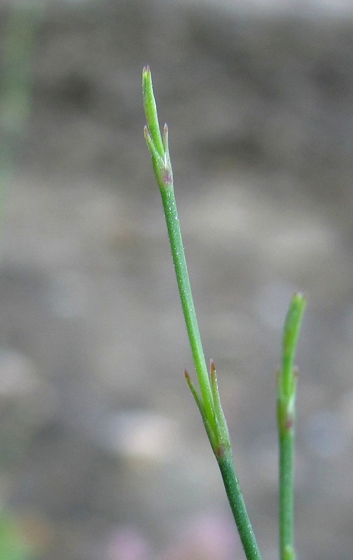 Изображение особи Petrorhagia saxifraga.