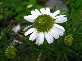 Tripleurospermum tetragonospermum. Соцветие. Северные Курилы, о. Парамушир, окр. бухты Майора. Август 2012 г.