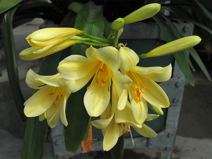 Image of Clivia miniata specimen.