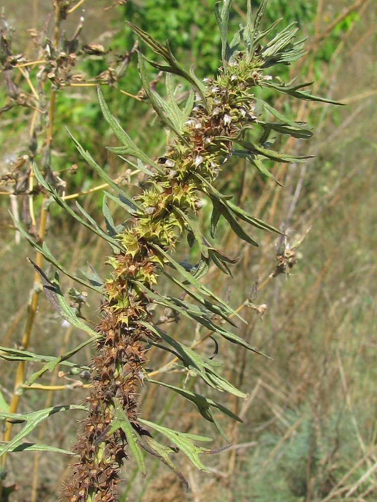 Image of Leonurus glaucescens specimen.