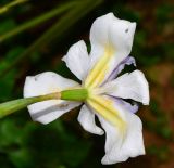 Dietes grandiflora. Цветок (вид со стороны цветоножки). Израиль, Шарон, г. Герцлия, в культуре. 04.02.2013.