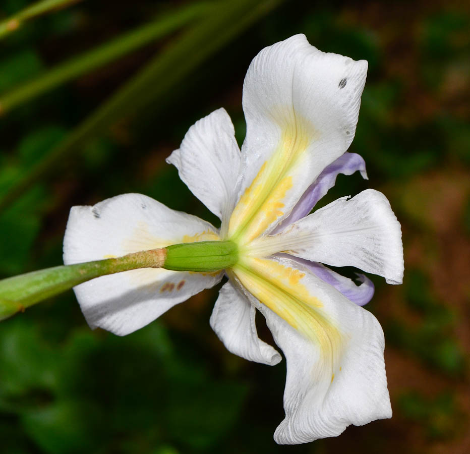 Изображение особи Dietes grandiflora.