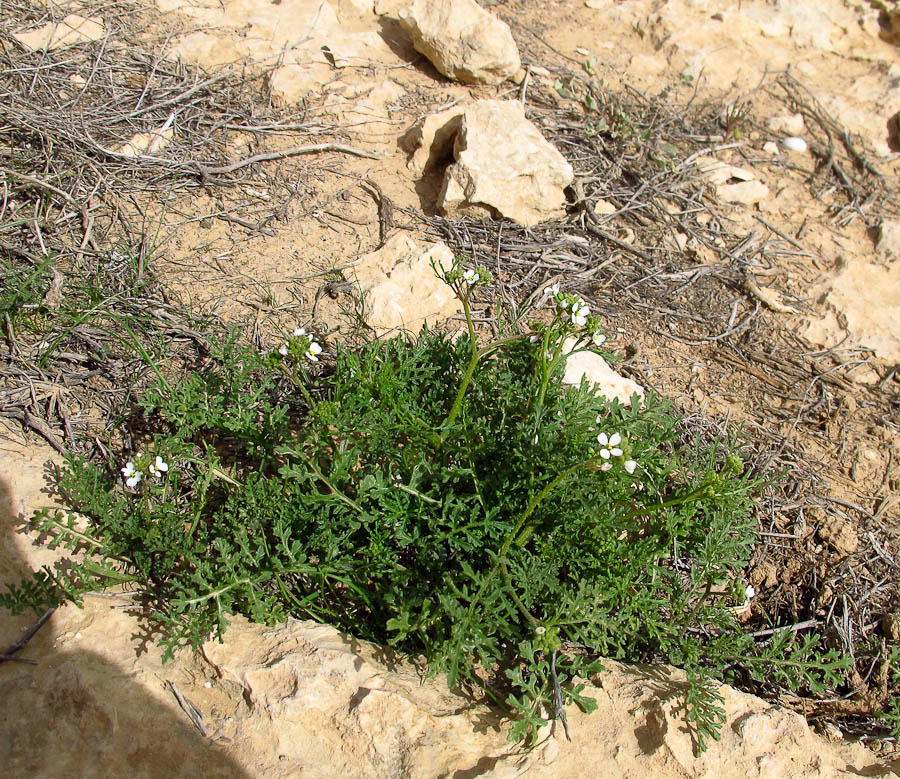Image of Carrichtera annua specimen.