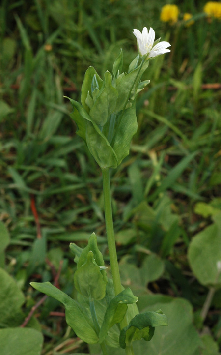 Изображение особи Cerastium davuricum.