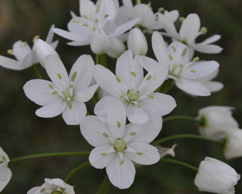 Изображение особи Allium neapolitanum.