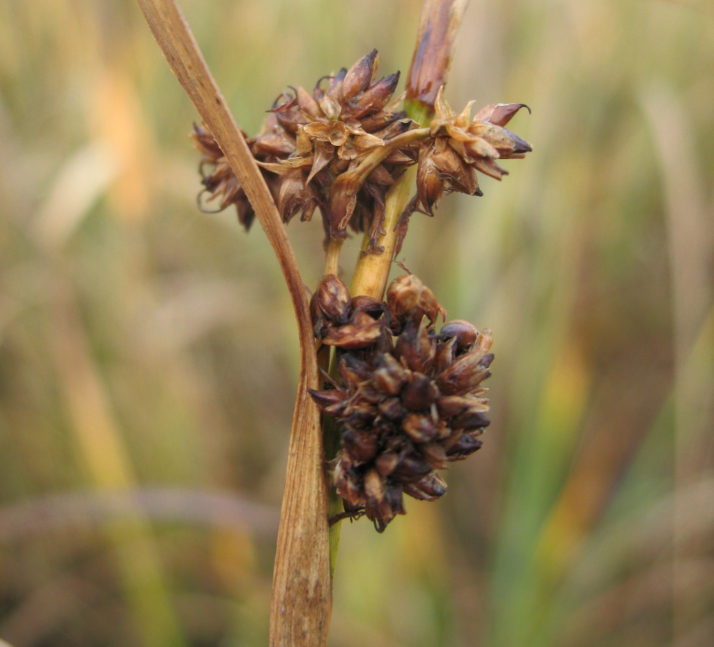 Изображение особи Cladium mariscus.