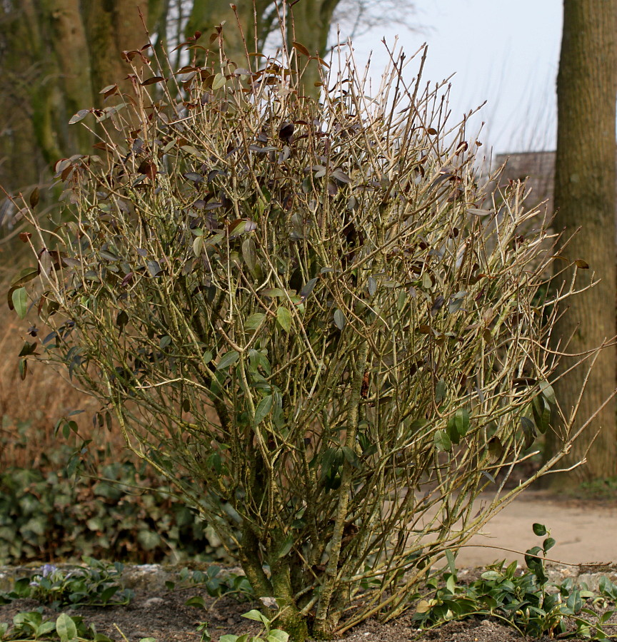 Image of Ligustrum vulgare specimen.