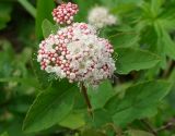 Spiraea betulifolia