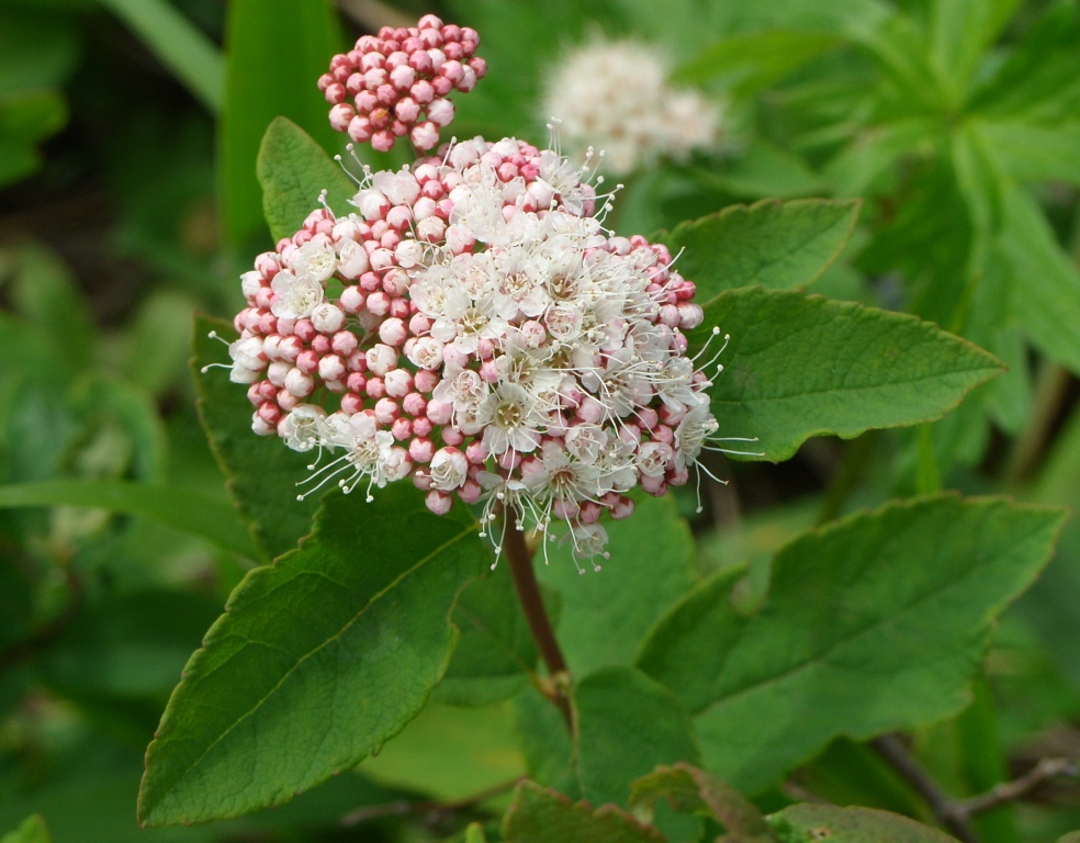 Image of Spiraea betulifolia specimen.