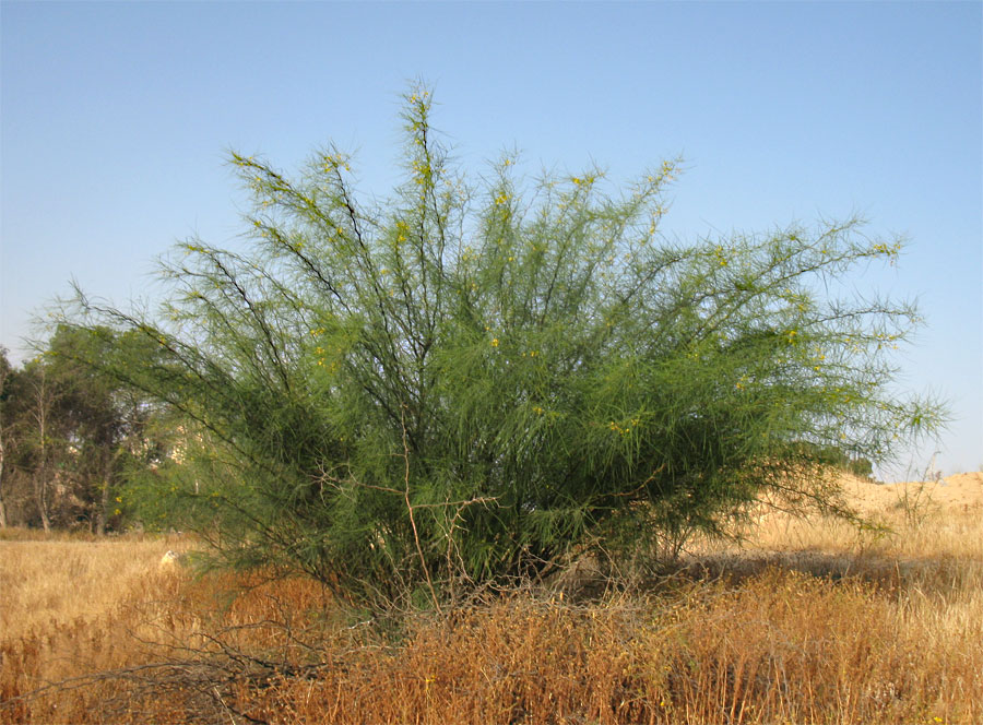 Изображение особи Parkinsonia aculeata.