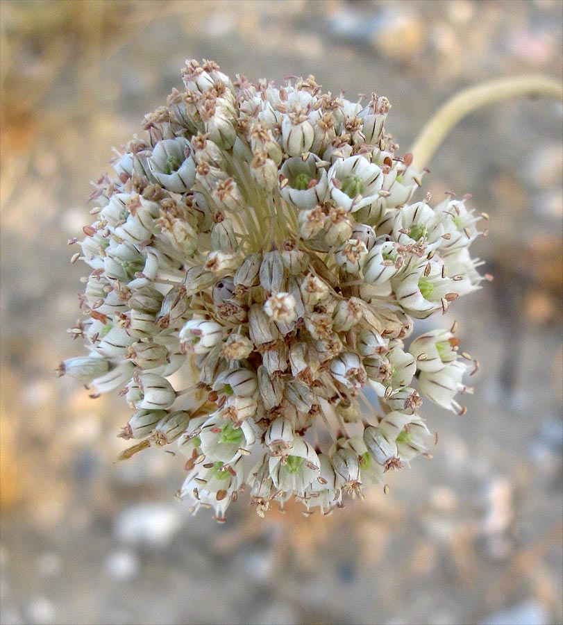 Изображение особи Allium pallens.