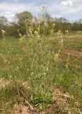 Arabidopsis thaliana