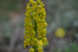 Orchis punctulata