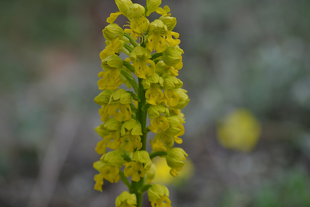 Image of Orchis punctulata specimen.