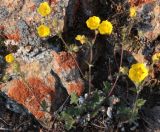 Potentilla arenosa