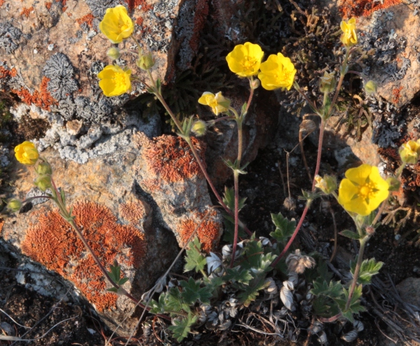 Image of Potentilla arenosa specimen.