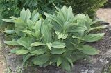 род Veratrum