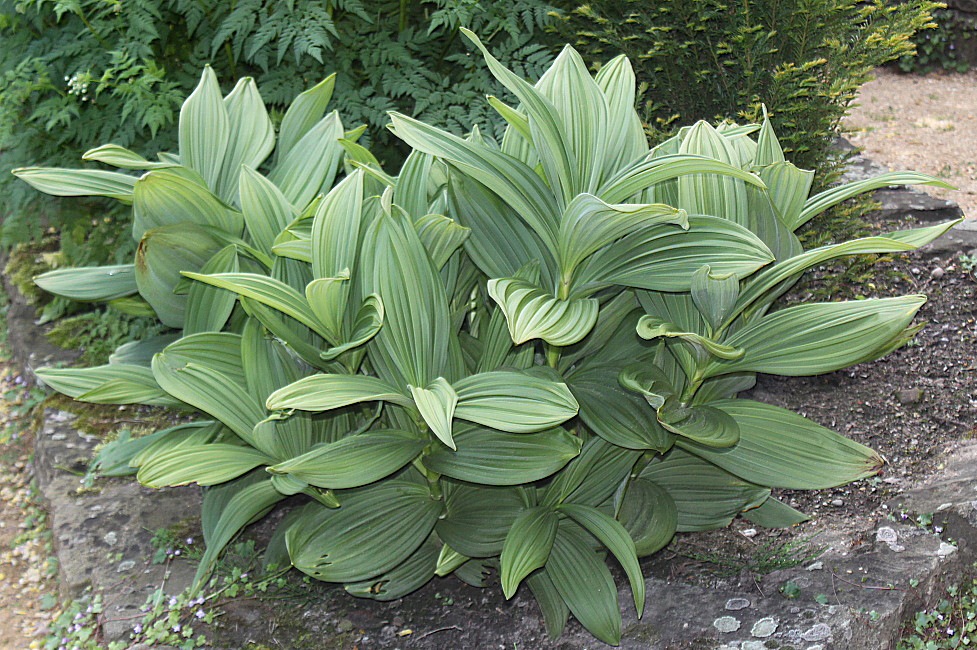 Image of genus Veratrum specimen.