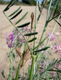 Astragalus varius. Соплодие (слева) и часть побега. Ростовская обл., Азовский р-н, побережье Таганрогского залива в окр. косы Очаковская. 04.07.2012.