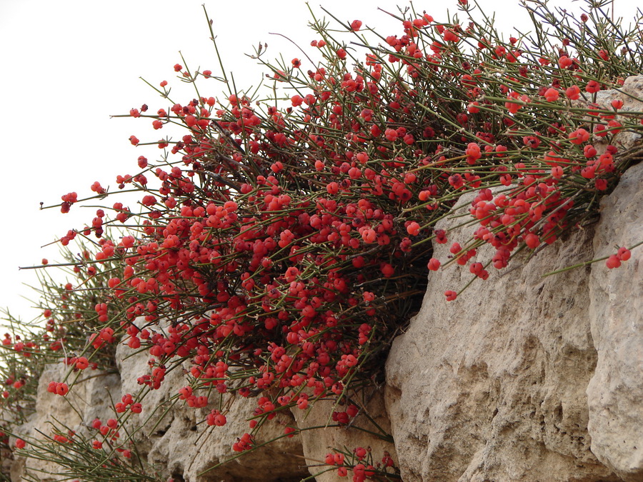 Image of Ephedra distachya specimen.