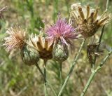 Centaurea adpressa. Верхушка растения с соцветиями и соплодиями. Ростовская обл., Азовский р-н, Атаманское лесничество. 30.07.2013.