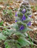 Ajuga orientalis