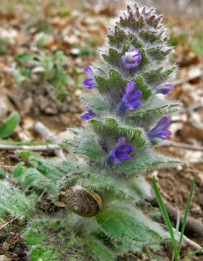 Image of Ajuga orientalis specimen.