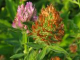 Trifolium pratense. Верхушки цветущего и плодоносящего растения. Краснодарский край, окр. г. Крымск, остепнённый луг на склоне горы. 13.07.2013.