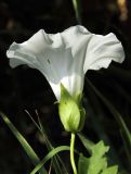 Calystegia sepium