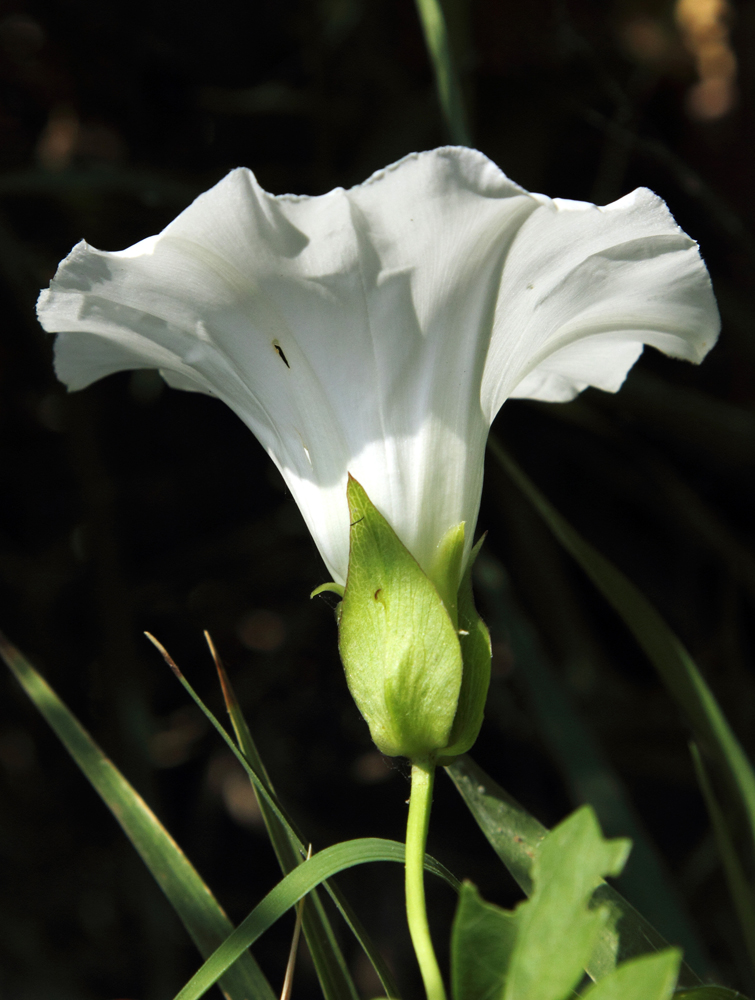 Изображение особи Calystegia sepium.