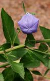 Platycodon grandiflorus